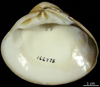 Meretrix meretrix (Linnaeus, 1758)  92a_ga10