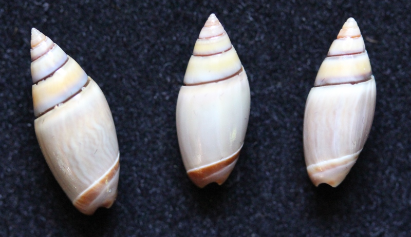 Olivella volutella (Lamarck, 1811) ou Lamprodoma volutella (Lamarck, 1811) Img_0924