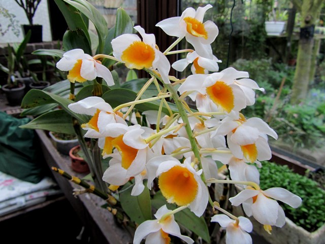 Orchideen 2011 - 2015 Teil 1 - Seite 36 Img_8719