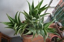 Id Mammillaria geminispina et hahniana, Echinocereus pentalophus, Aloe squarrosa et Echinopsis oxigona Img_9614