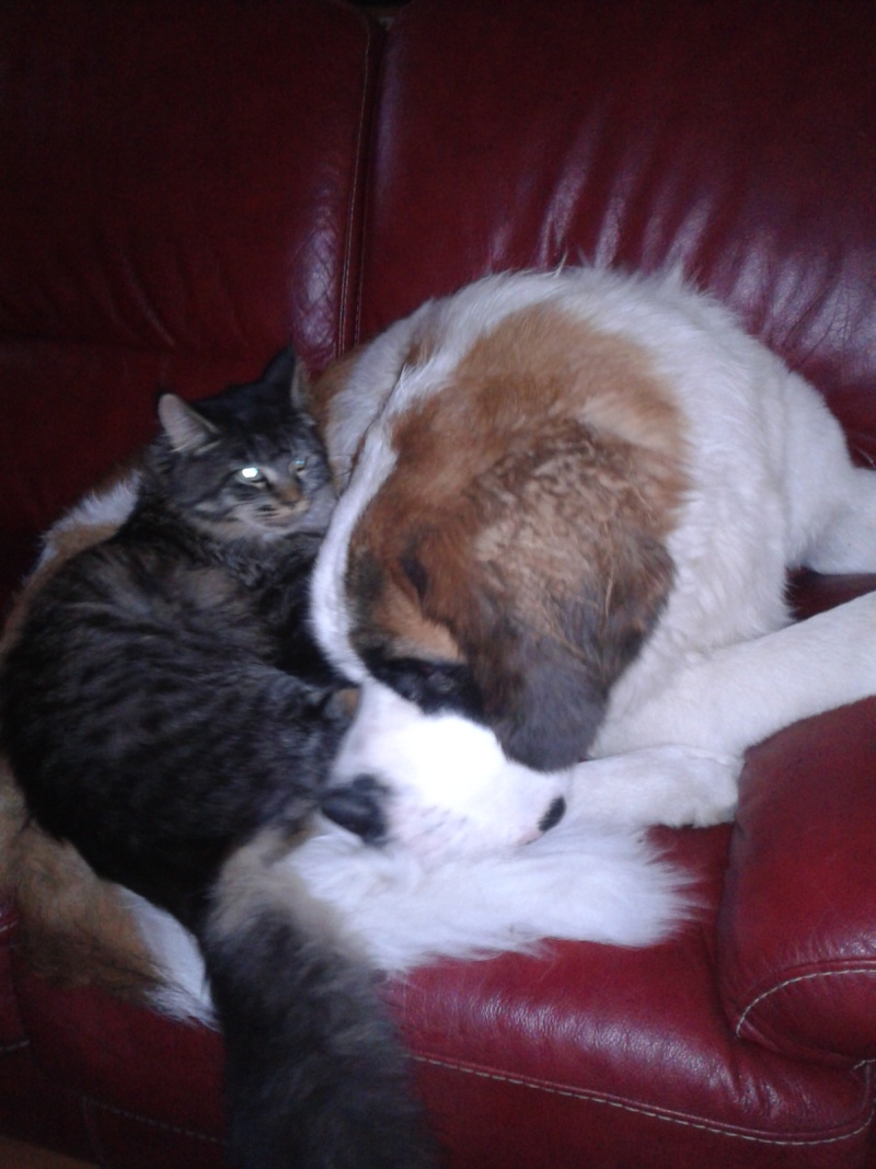 cohabitation entre chien et chat 03410