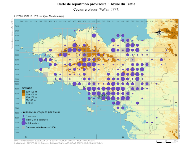 Petit azuré  Cupido10