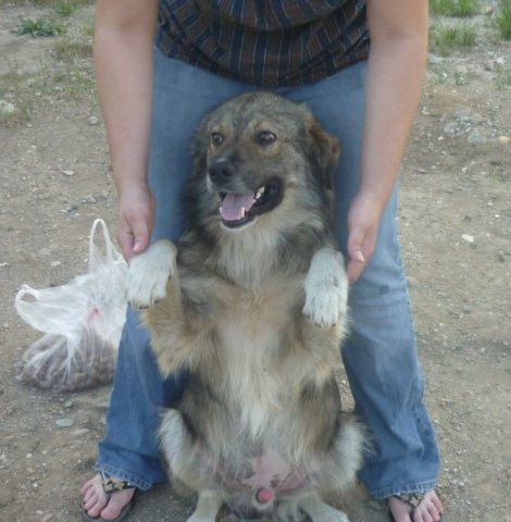 ROCKY (ex Cachou) - croisé mâle de taille moyenne - né en 2011 (Anda) 93599710