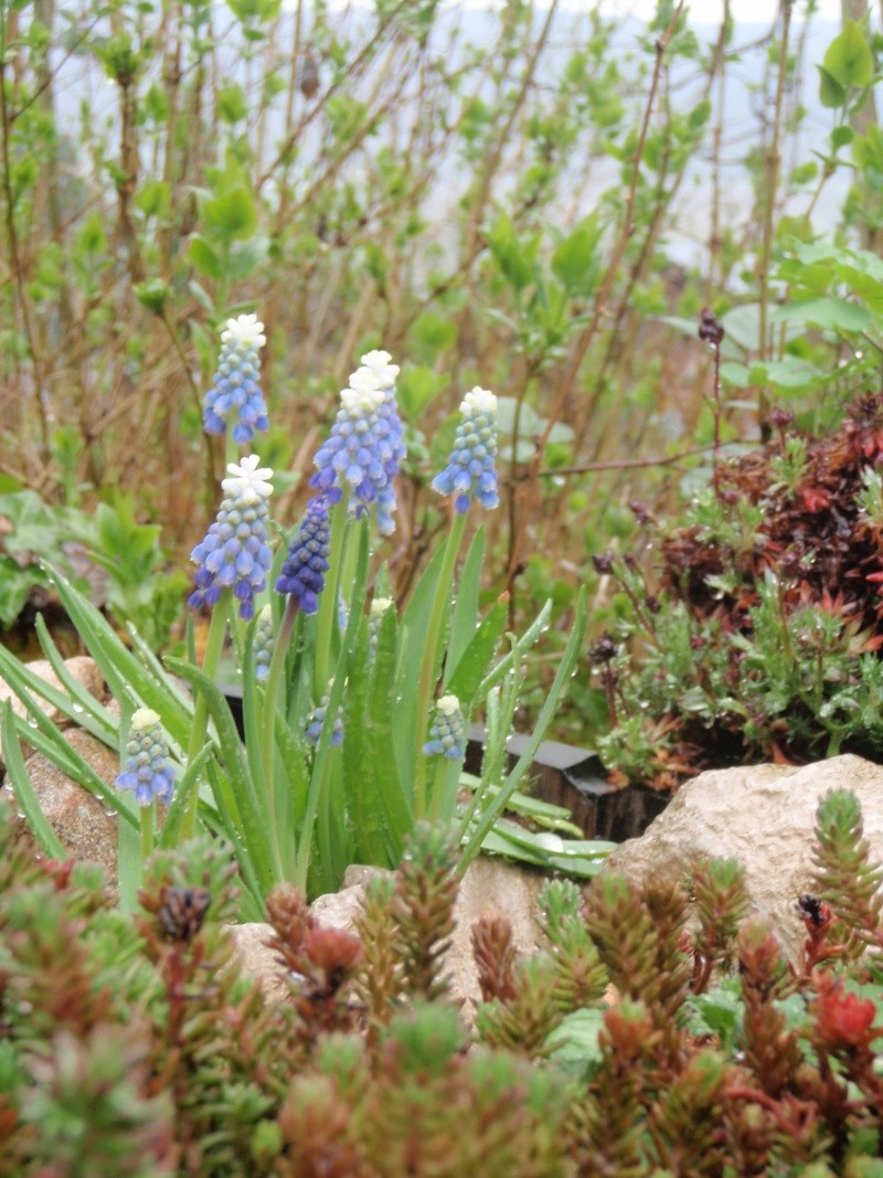 Erste Frühlingsboten im Garten und in Wald und Flur - Seite 9 P4200110