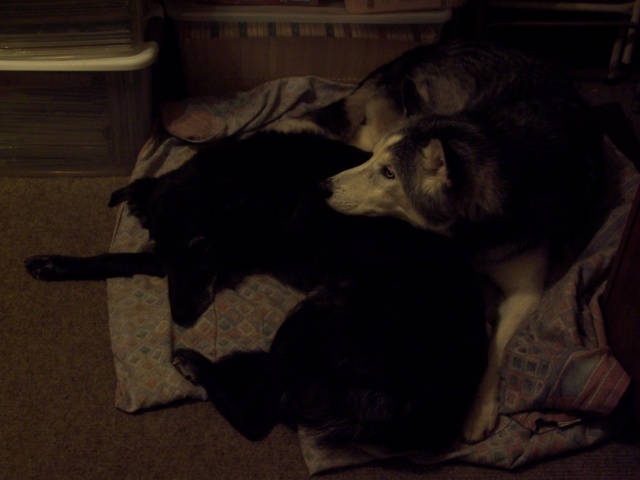Til We Meet Again, Sebby (1/20/98 - 5/28/13) 01191310