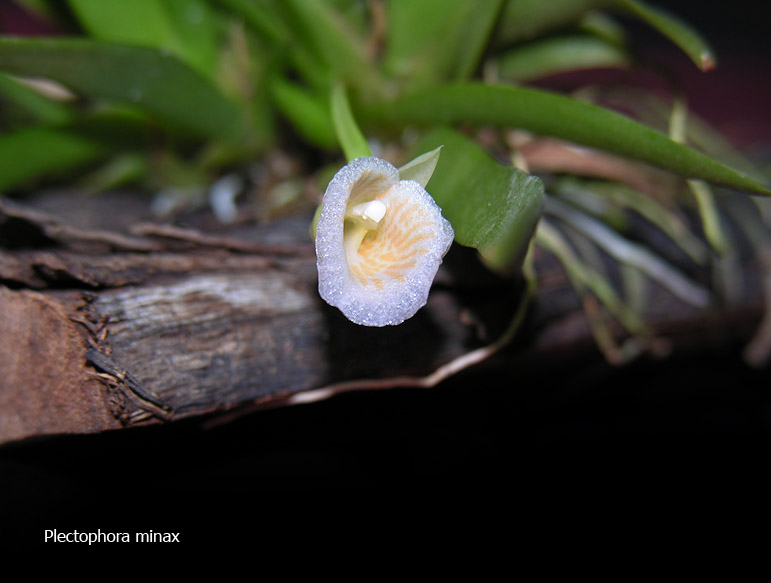 Miniatur- Orchideen - Seite 4 Plecto11