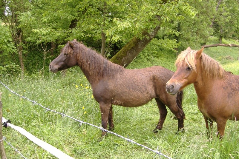 REGLISSE - ONC poney typée Shetland née en 2000 - adoptée en novembre 2013 par Solenn Dscf3746