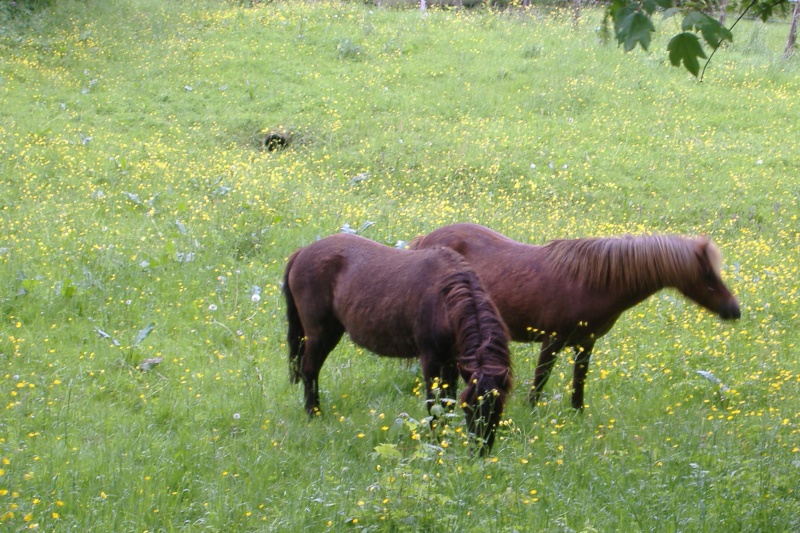 REGLISSE - ONC poney typée Shetland née en 2000 - adoptée en novembre 2013 par Solenn Dscf3752