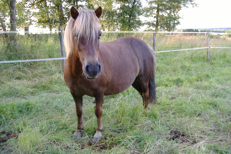 NOISETTE - ONC poney typée shetland née en 2000 - adoptée en juillet 2013 par Patrick  Dscf3758