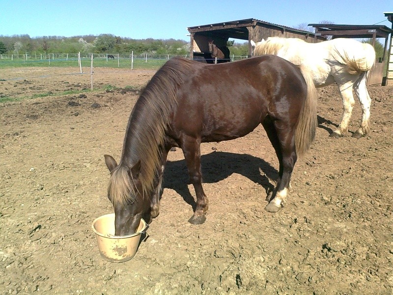 PELIPA - ONC Poney née en 2007 - adoptée en septembre 2014 par Ceed Palipa12