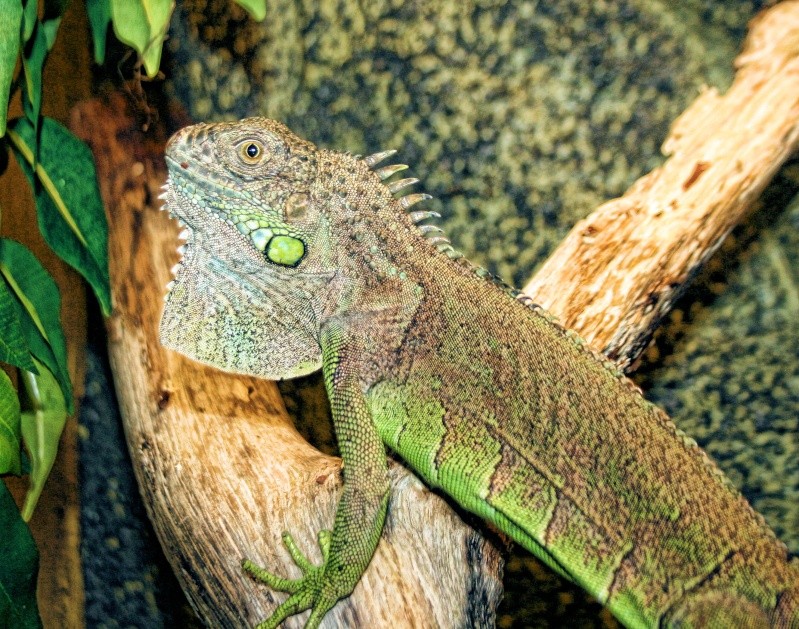 Photo Django,iguane breton Img_5410