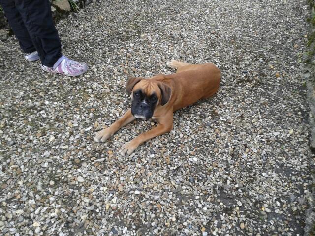 Chiot boxer femelle - ADOPTÉE 2013-011