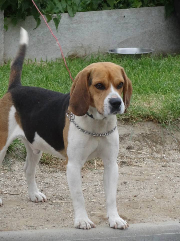 Foster beagle mâle de 2 ans au Havre  Beagle10