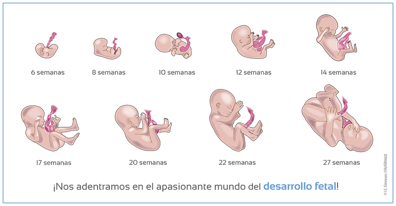 ¿Crees que se debería de seguir permitiendo el aborto? - Página 5 Bebes_10