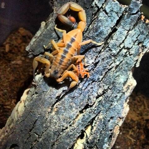 Tityus Stigmurus And Baby
