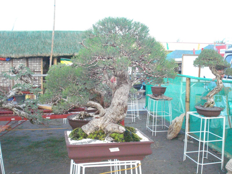 The Pride of Pangasinan, Philippines...1st Bonsai Exhibit by BASCOP.. Dsc02211