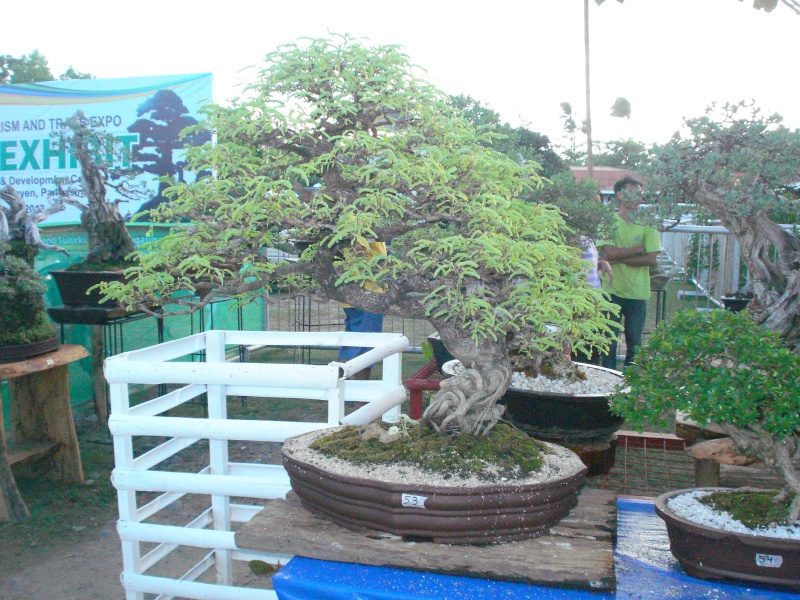 The Pride of Pangasinan, Philippines...1st Bonsai Exhibit by BASCOP.. Dsc02212
