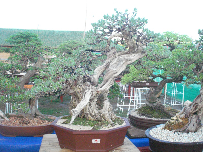 The Pride of Pangasinan, Philippines...1st Bonsai Exhibit by BASCOP.. Dsc02312