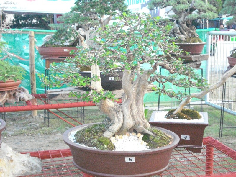 The Pride of Pangasinan, Philippines...1st Bonsai Exhibit by BASCOP.. Dsc02335