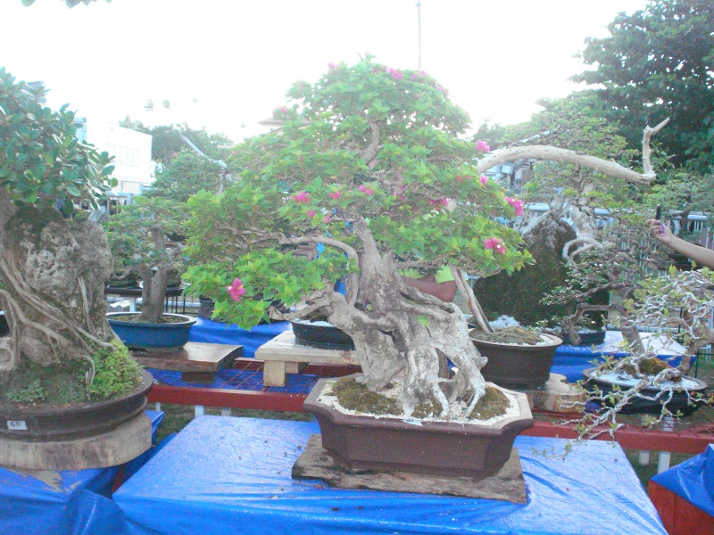 The Pride of Pangasinan, Philippines...1st Bonsai Exhibit by BASCOP.. Dsc02337