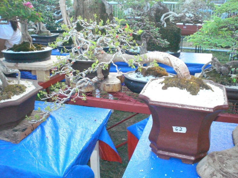 The Pride of Pangasinan, Philippines...1st Bonsai Exhibit by BASCOP.. Dsc02338