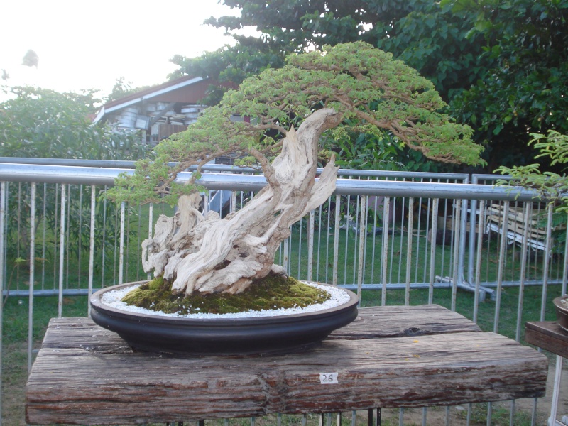 The Pride of Pangasinan, Philippines...1st Bonsai Exhibit by BASCOP.. Dsc02339