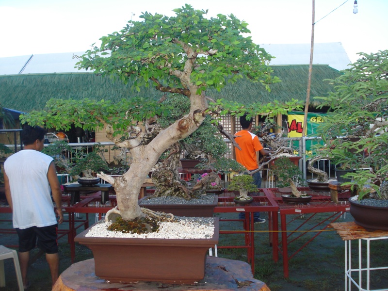 The Pride of Pangasinan, Philippines...1st Bonsai Exhibit by BASCOP.. Dsc02342