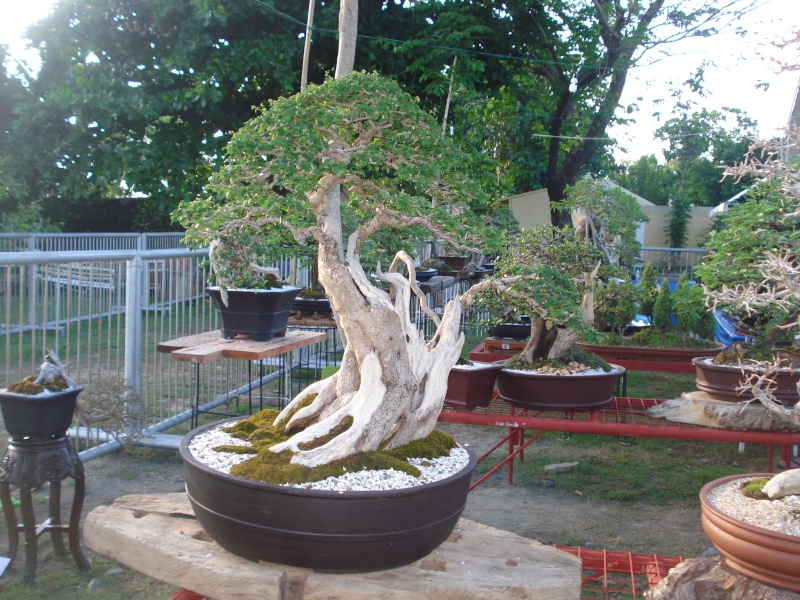 The Pride of Pangasinan, Philippines...1st Bonsai Exhibit by BASCOP.. Dsc02343