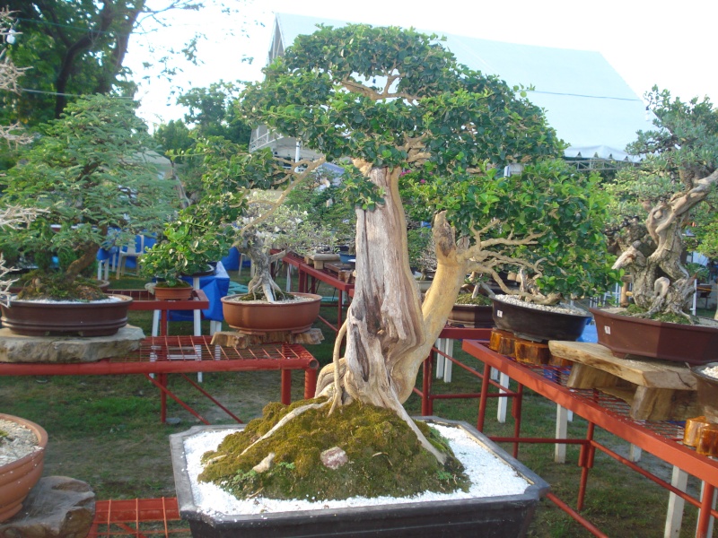 The Pride of Pangasinan, Philippines...1st Bonsai Exhibit by BASCOP.. Dsc02344