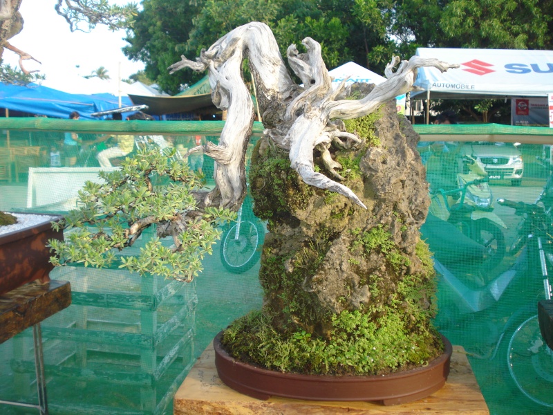 The Pride of Pangasinan, Philippines...1st Bonsai Exhibit by BASCOP.. Dsc02345