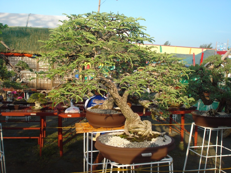 The Pride of Pangasinan, Philippines...1st Bonsai Exhibit by BASCOP.. Dsc02346