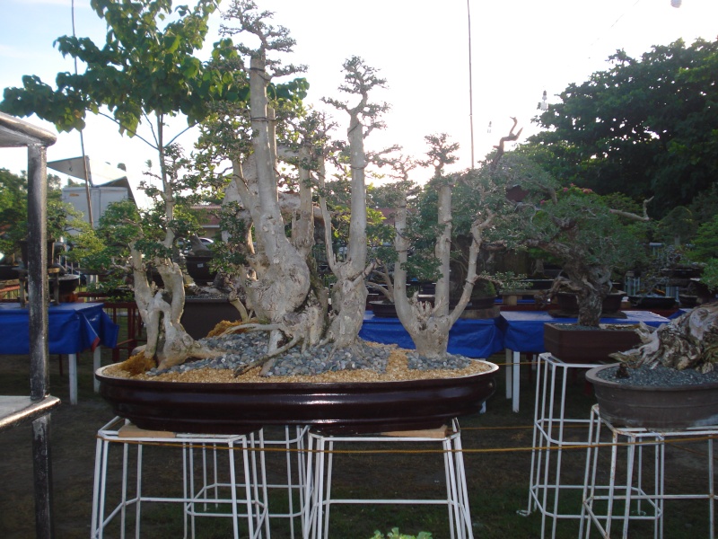 The Pride of Pangasinan, Philippines...1st Bonsai Exhibit by BASCOP.. Dsc02347