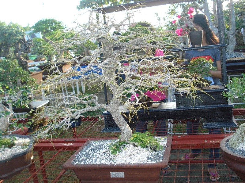 The Pride of Pangasinan, Philippines...1st Bonsai Exhibit by BASCOP.. Dsc02348