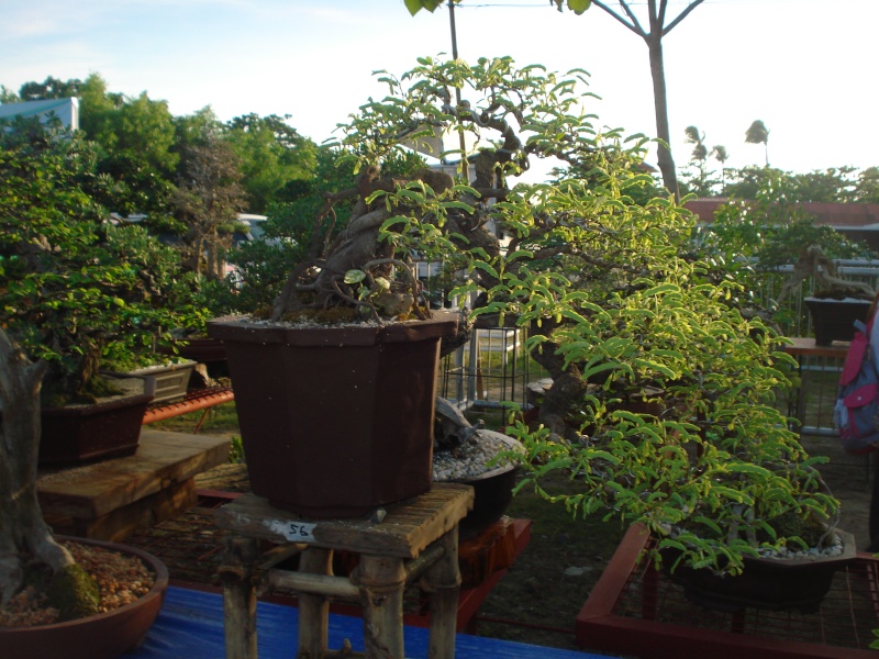 The Pride of Pangasinan, Philippines...1st Bonsai Exhibit by BASCOP.. Dsc02349