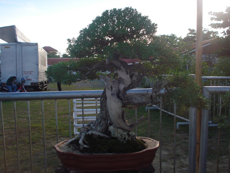 The Pride of Pangasinan, Philippines...1st Bonsai Exhibit by BASCOP.. Dsc02350