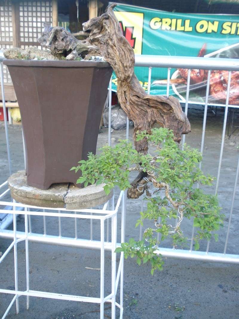 The Pride of Pangasinan, Philippines...1st Bonsai Exhibit by BASCOP.. Dsc02351
