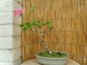 géranium en bonsaï 22_jui10