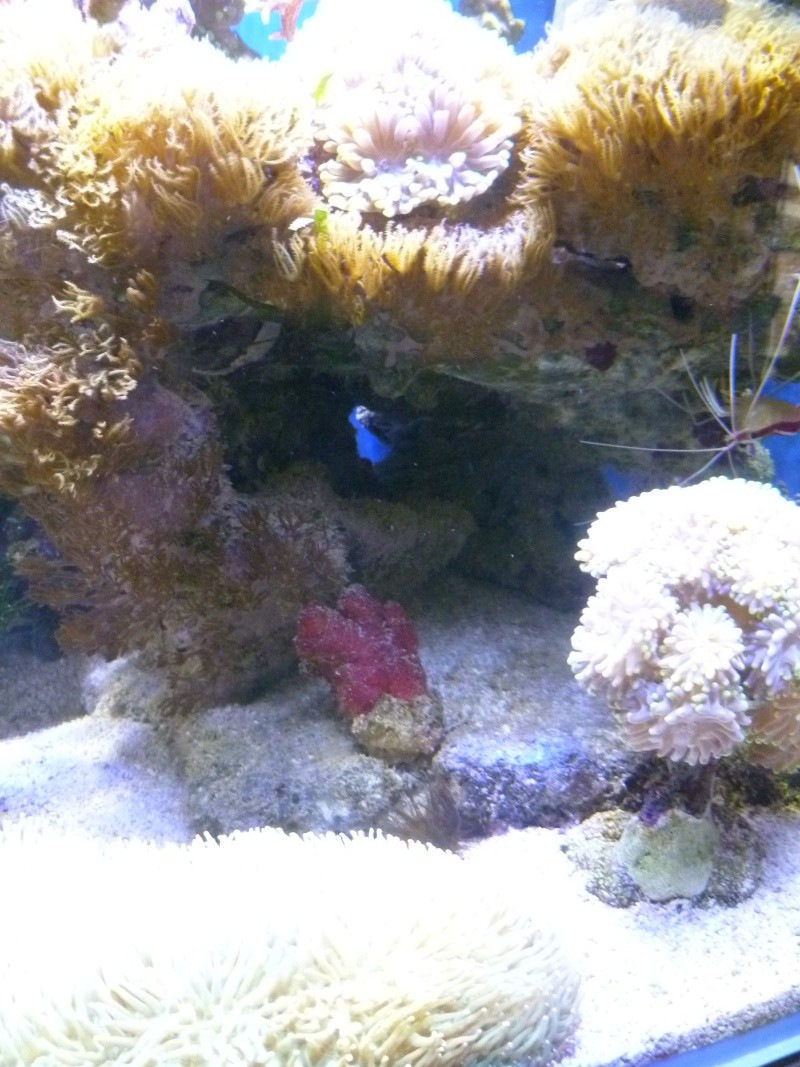 corail rouge du chili P1020210