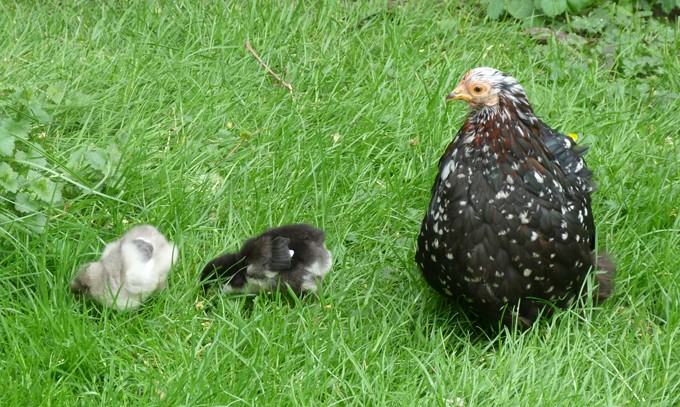 poussins - Poussins élevés sous poule et poussins en éleveuse, les différences P1090316