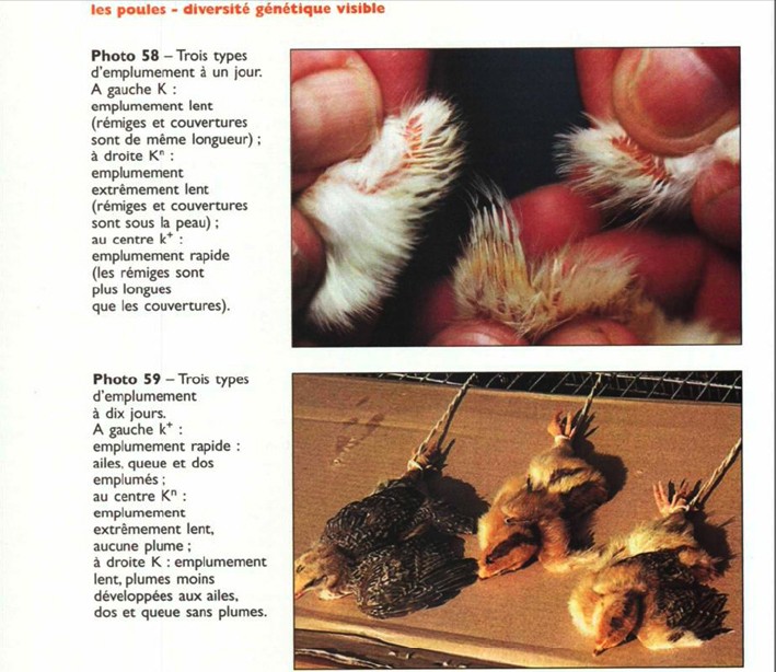 poussin - sexage poussin précisions Pouled11