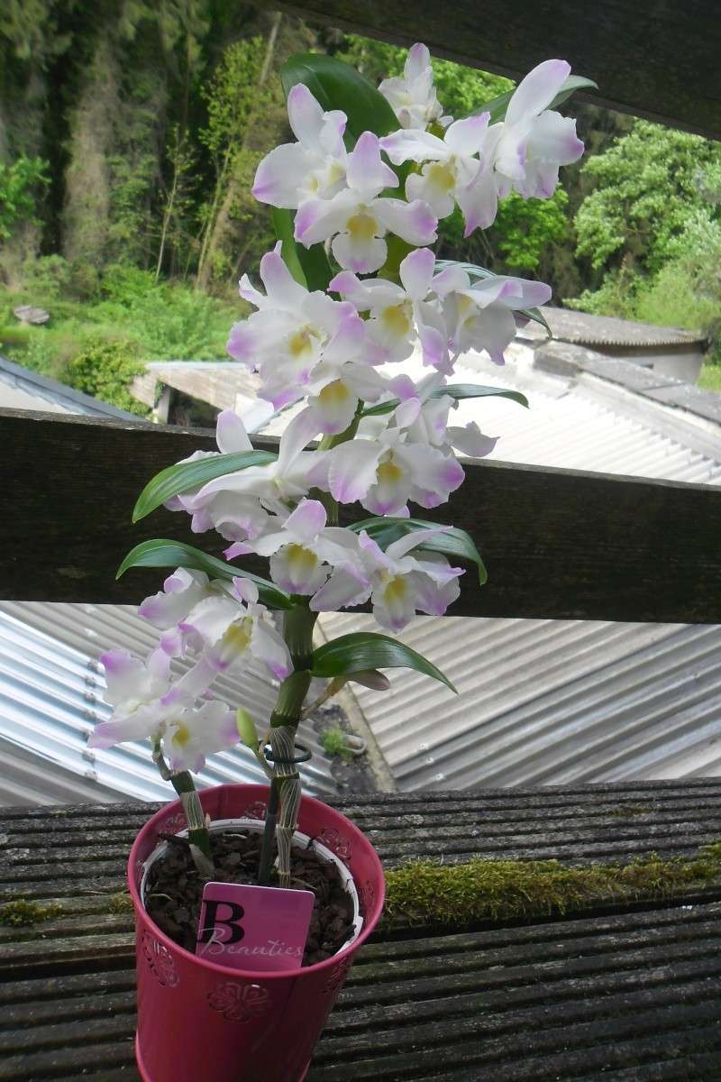 Dendrobium nobile Sam_4011