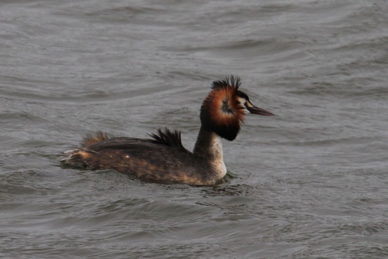 Grèbe Huppé Baie de Somme France mai 2013 Grebe_12