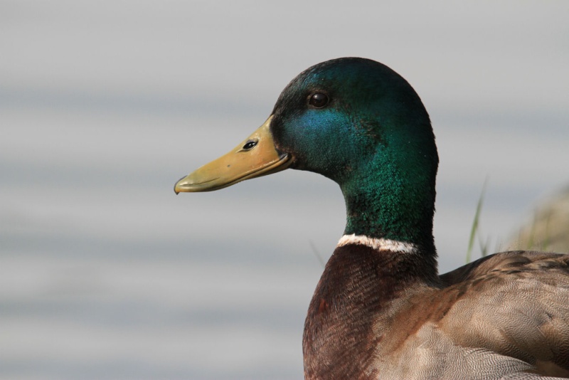 Canard Colvert- Versaille Img_4312