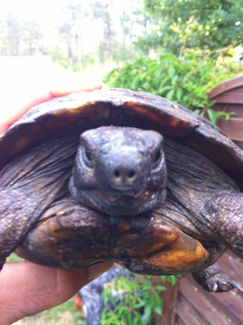 Besoin d'aide pour identifier une tortue !! Photo_11