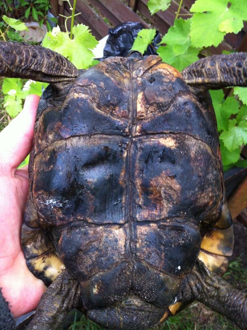 Besoin d'aide pour identifier une tortue !! Photo_13