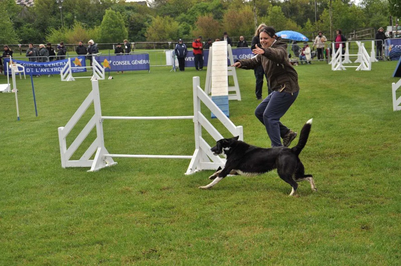 Câline en agility Dsc_0010