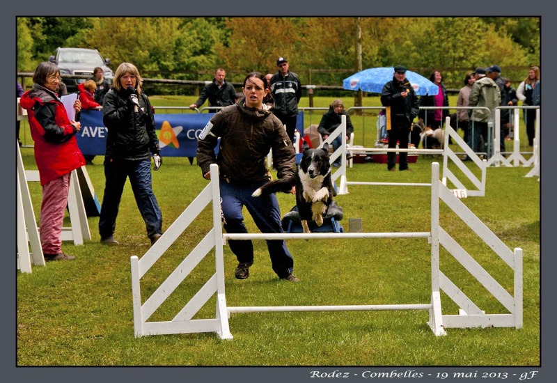 Câline en agility Laetit11