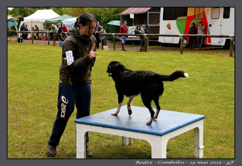 Câline en agility Laetit13