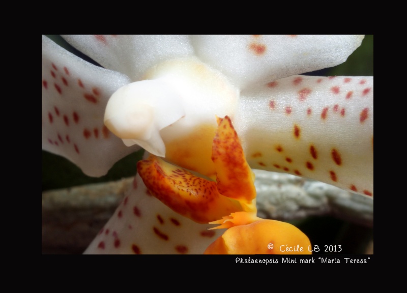 Phalaenopsis Mini mark 'Maria Teresa' 20130415
