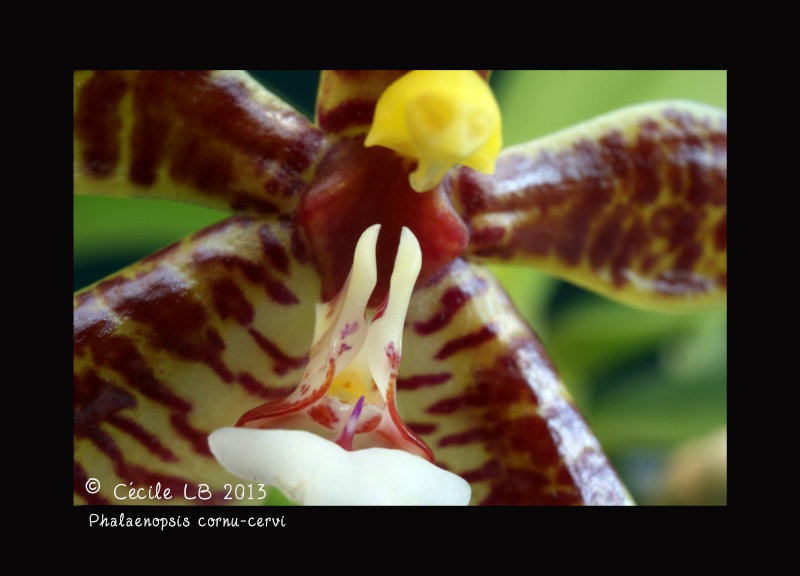 Phalaenopsis cornu-cervi 20130514